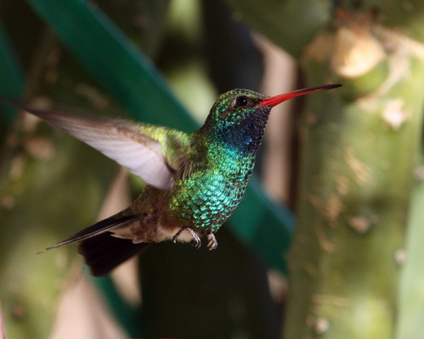 Broad Bill Hummer 6 600.jpg