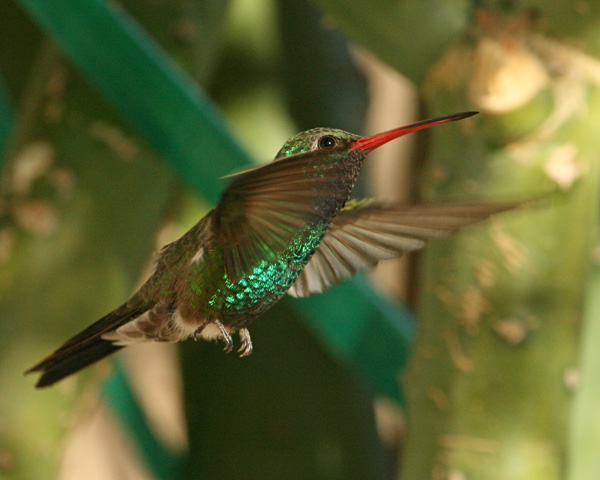 Broad Bill Hummer 7 600.jpg