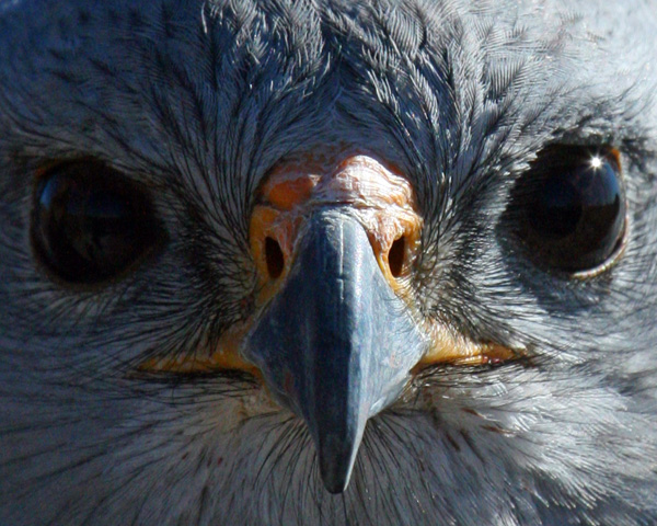 Gray Hawk 5 600.jpg