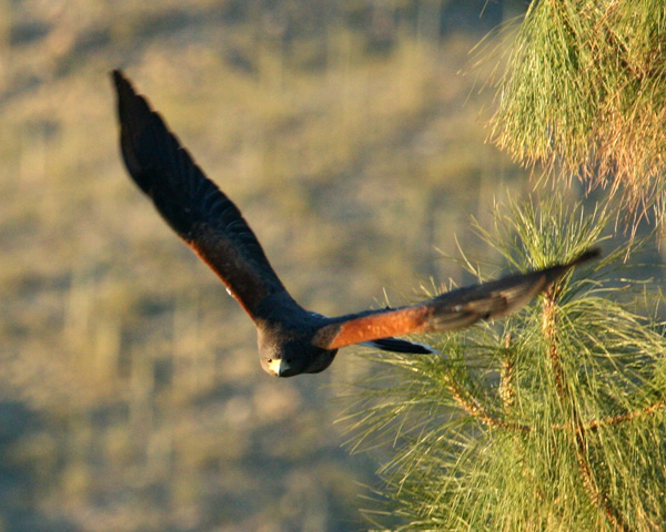 Harris Hawk 3 600.jpg