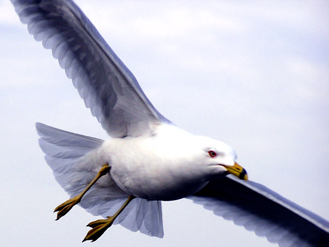 Gull.jpg