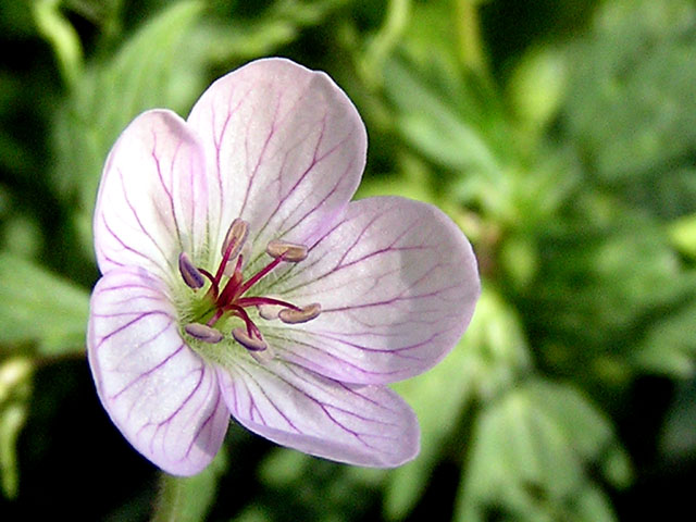 Spring Beauty