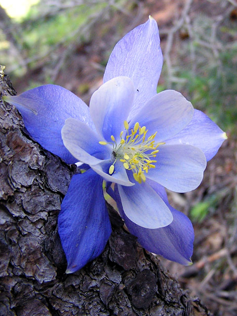 Columbine on Pine