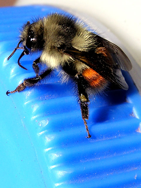 Bee on Nalgene