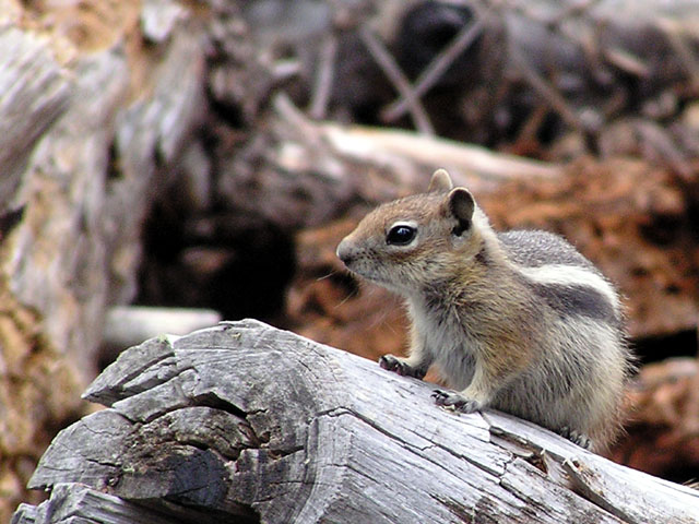 Mini-Bear