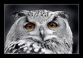 OWL.jpg