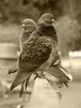 pigeons.jpg