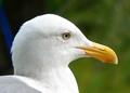 seagull2.jpg