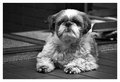 dogcandid.jpg