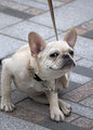 dogcandid2.jpg