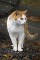 catcandid.jpg