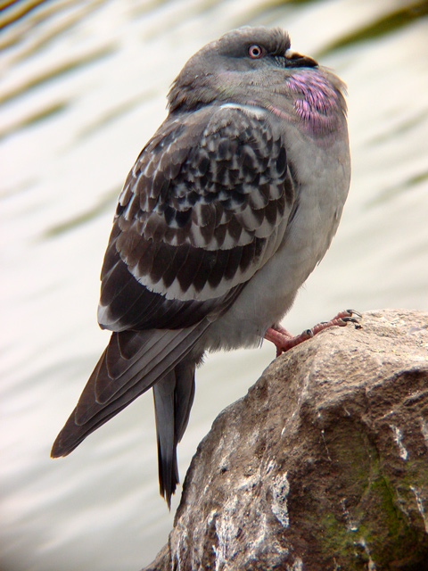 pigeon.jpg