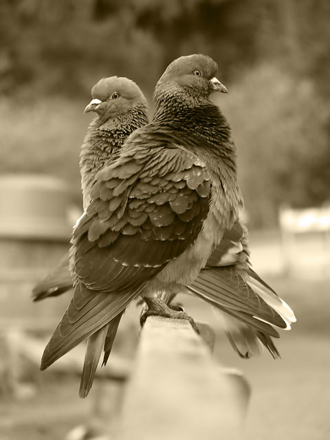 pigeons.jpg