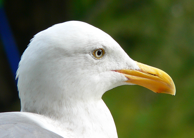 seagull2.jpg