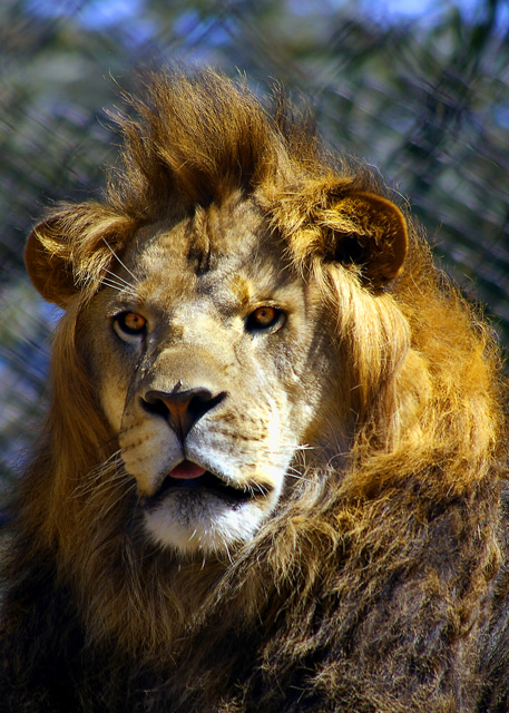 King of the Jungle