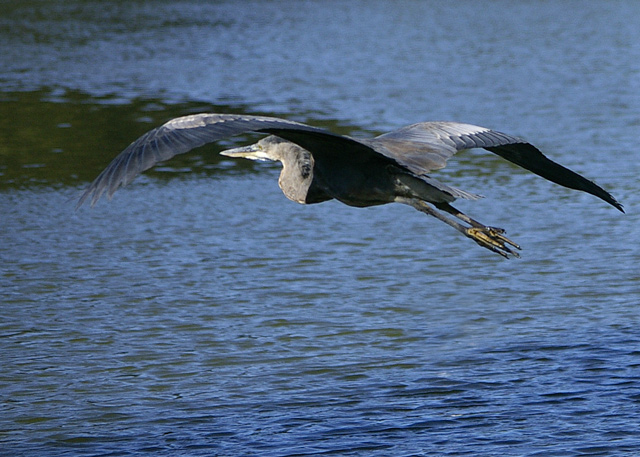 bird.jpg