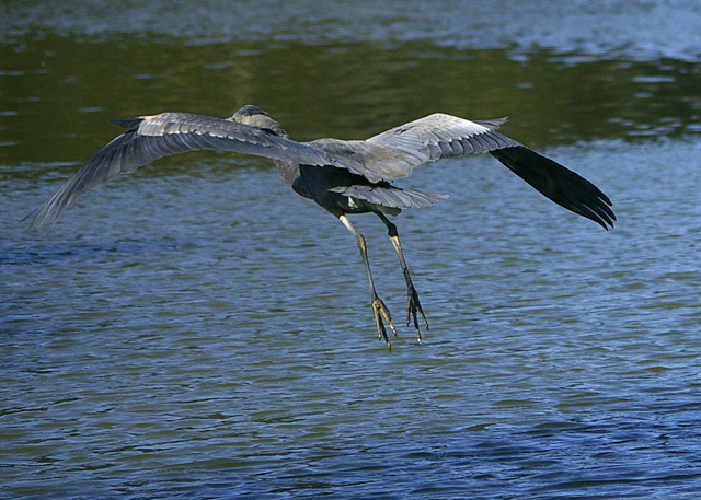 bird2.jpg