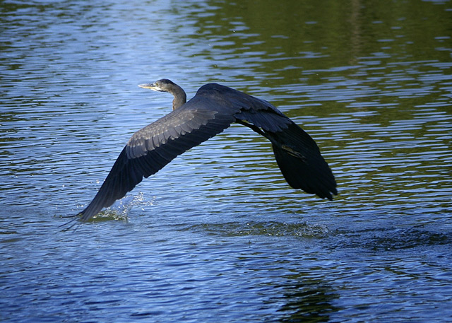 bird3.jpg