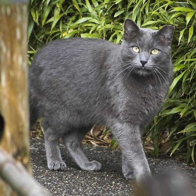 FeralCat.jpg
