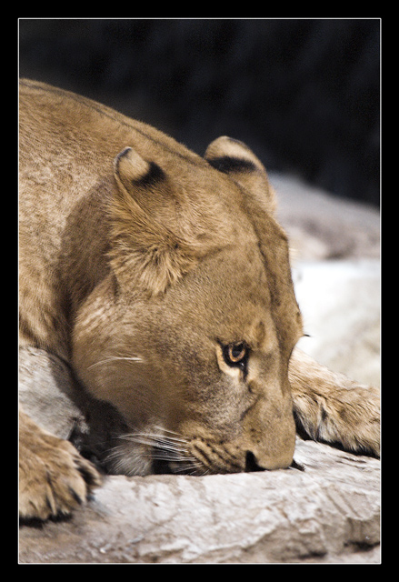 mgmlion.jpg