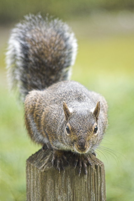 Squirrel.jpg