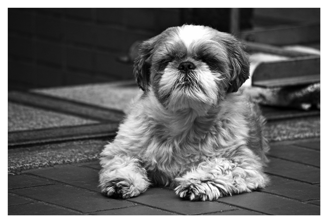 dogcandid.jpg