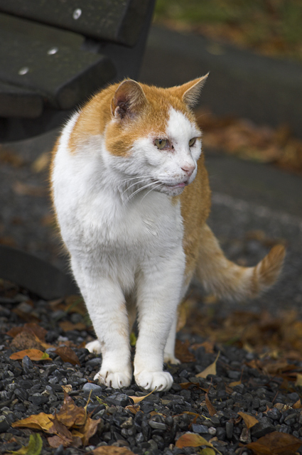 catcandid.jpg