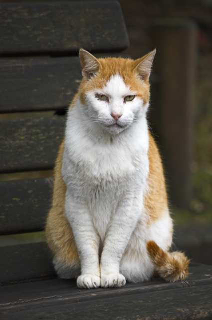 catcandid2.jpg