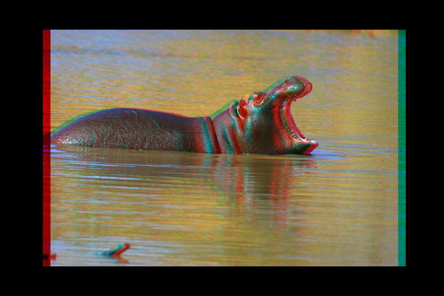 hippo-3d.jpg