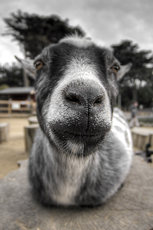 Goat whiskers