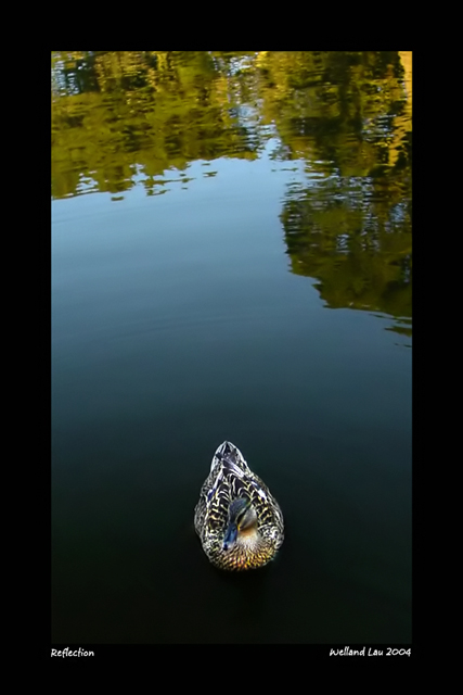 Reflections