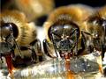 threebees.jpg