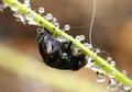drosobigfly2_1_1_1.jpg