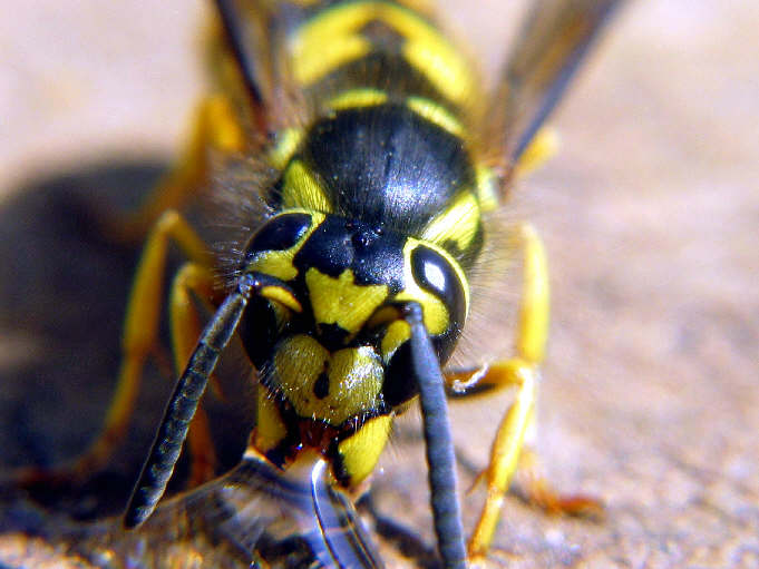 yellowjacket2_1.jpg