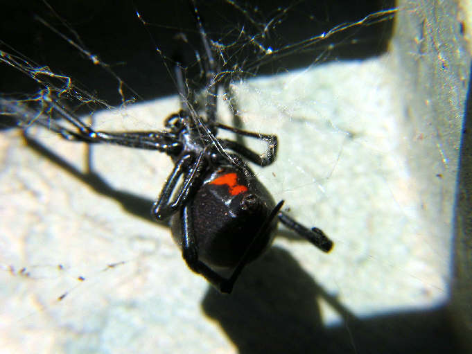 blackwidow_1.jpg