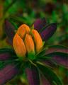 Azalea Orange