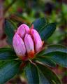 Azalea Bud