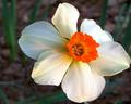 Daffodil
