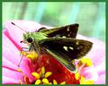 A Moth