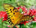 butterfly & flower