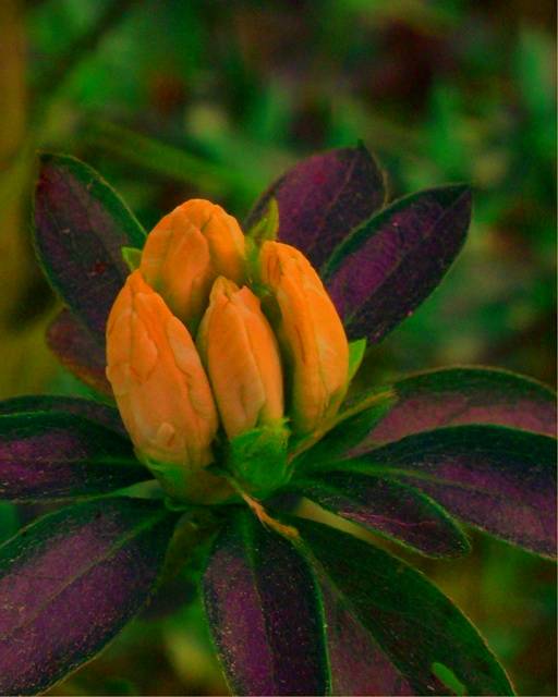 Azalea Orange