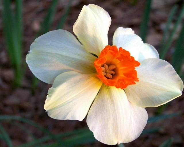 Daffodil