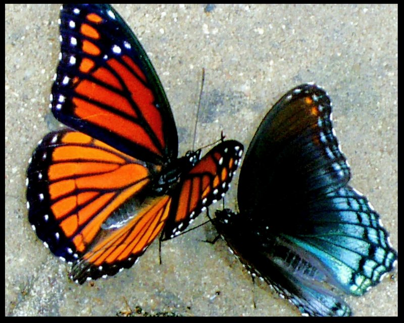 butterflies