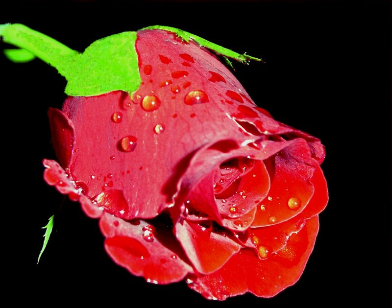 A Rose