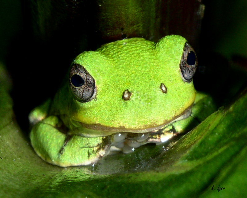 Inside A Lilly