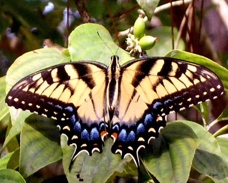 Beauty