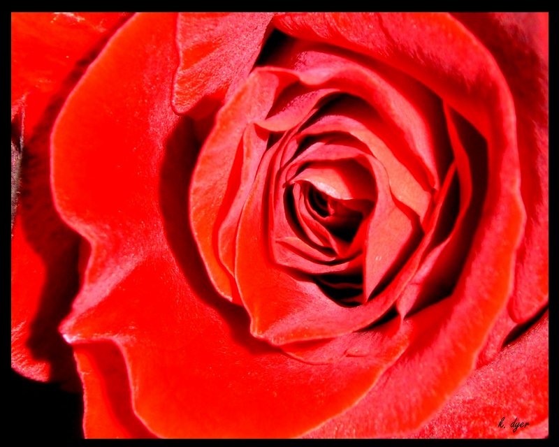 red rose