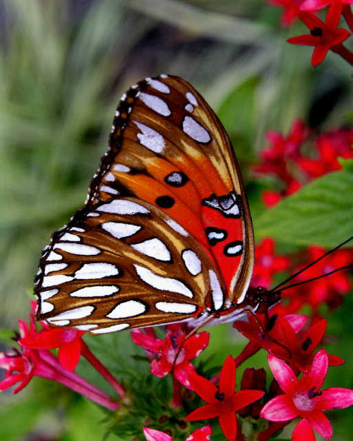 butterfly