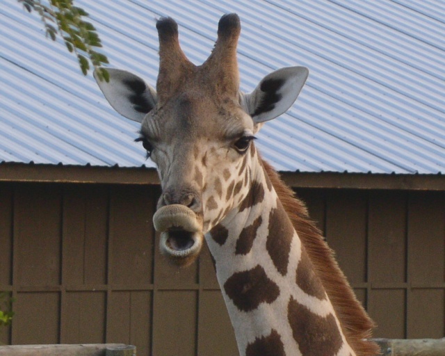 Giraffe