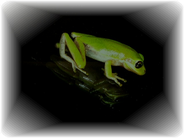 FROG